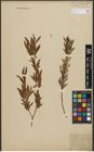 Foto von Salix purpurea L. x Salix viminalis L.